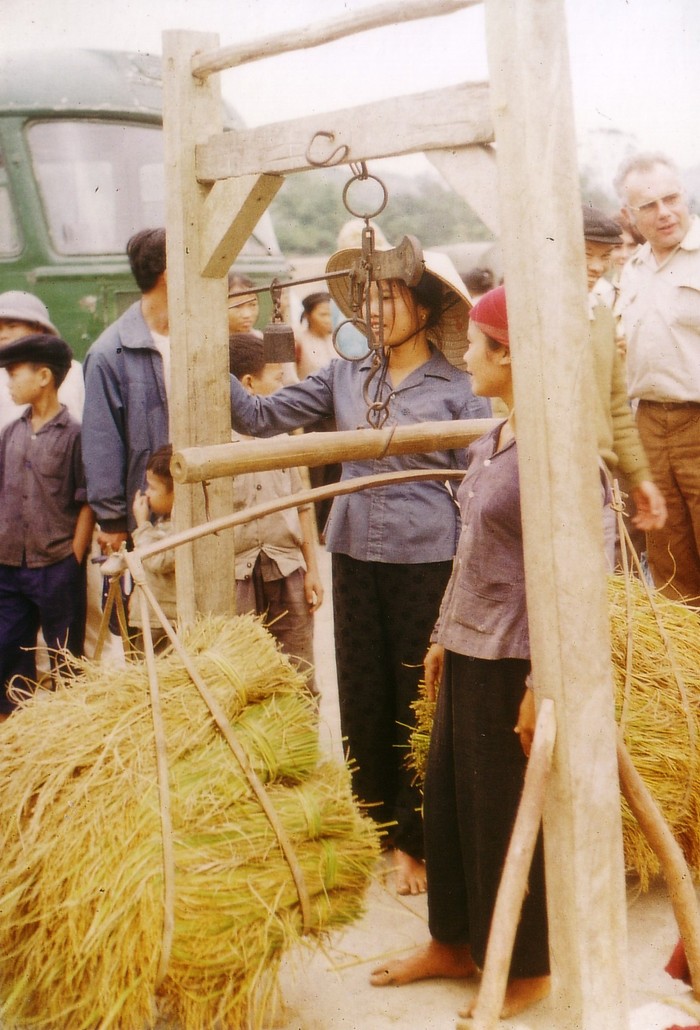 Miền Bắc Việt Nam 1973 - 1974. Cân lúa sau vụ gặ tại sân kho hợp tác xã. Ảnh. Günter Mosler.